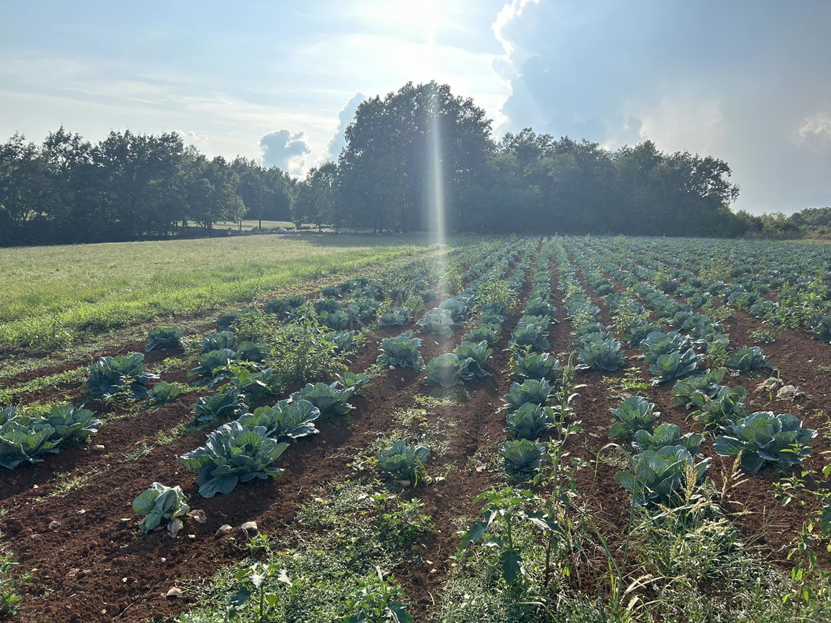 Pisino, vendita, terreno edificabile-agricolo