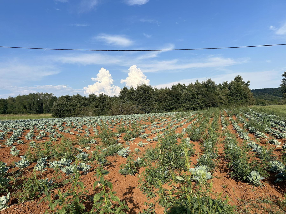 Pisino, vendita, terreno edificabile-agricolo