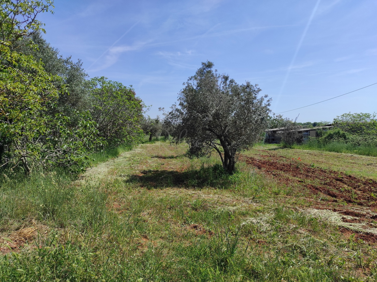 CROAZIA, ISTRIA, FAŽANA: FABBRICATO LEGALIZZATO 66 m2, TERRENO 3180 m2, OTTIMA POSIZIONE