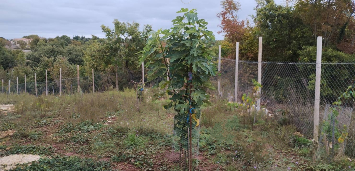 Grande proprietà, 27000 m2, licenza edilizia, Smoljanci