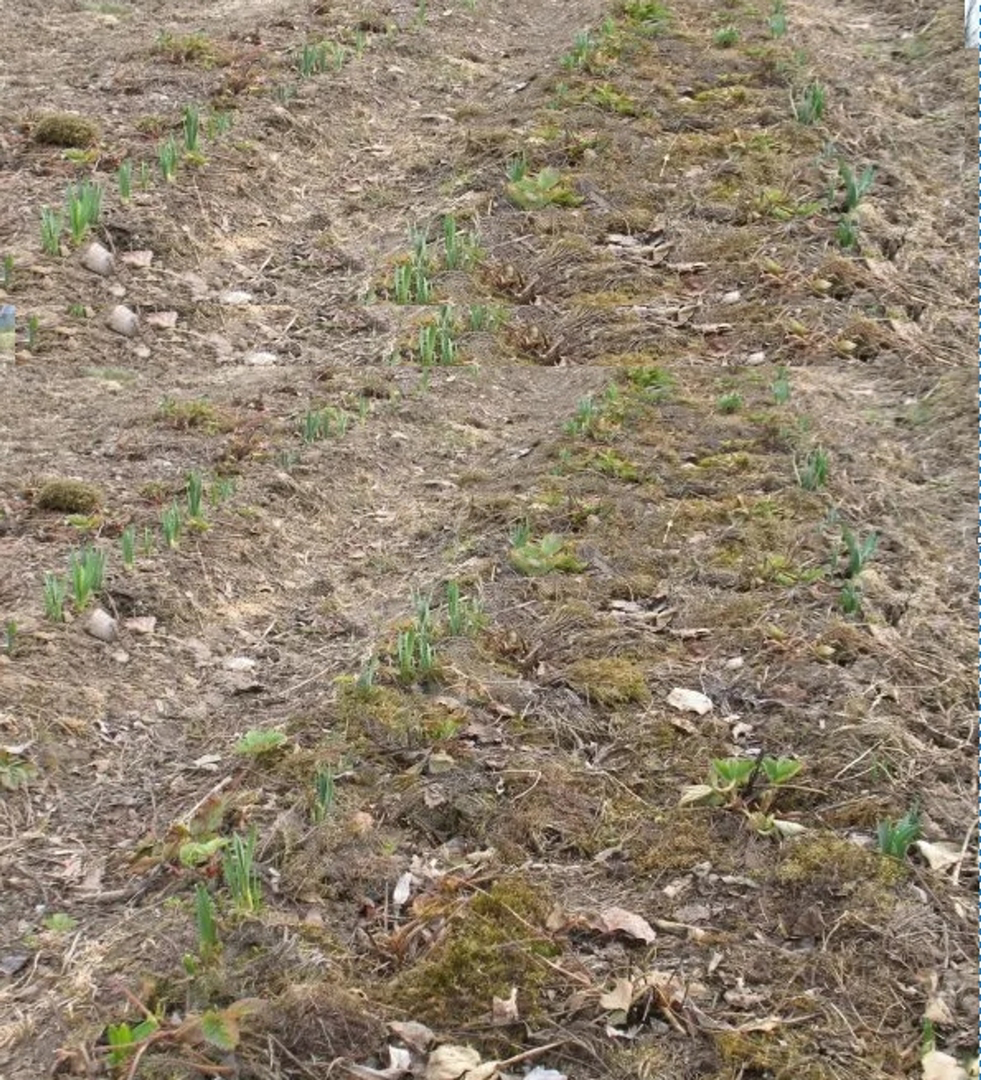 Terreno agricolo edificabile, 13800 m2, vicino a Barban