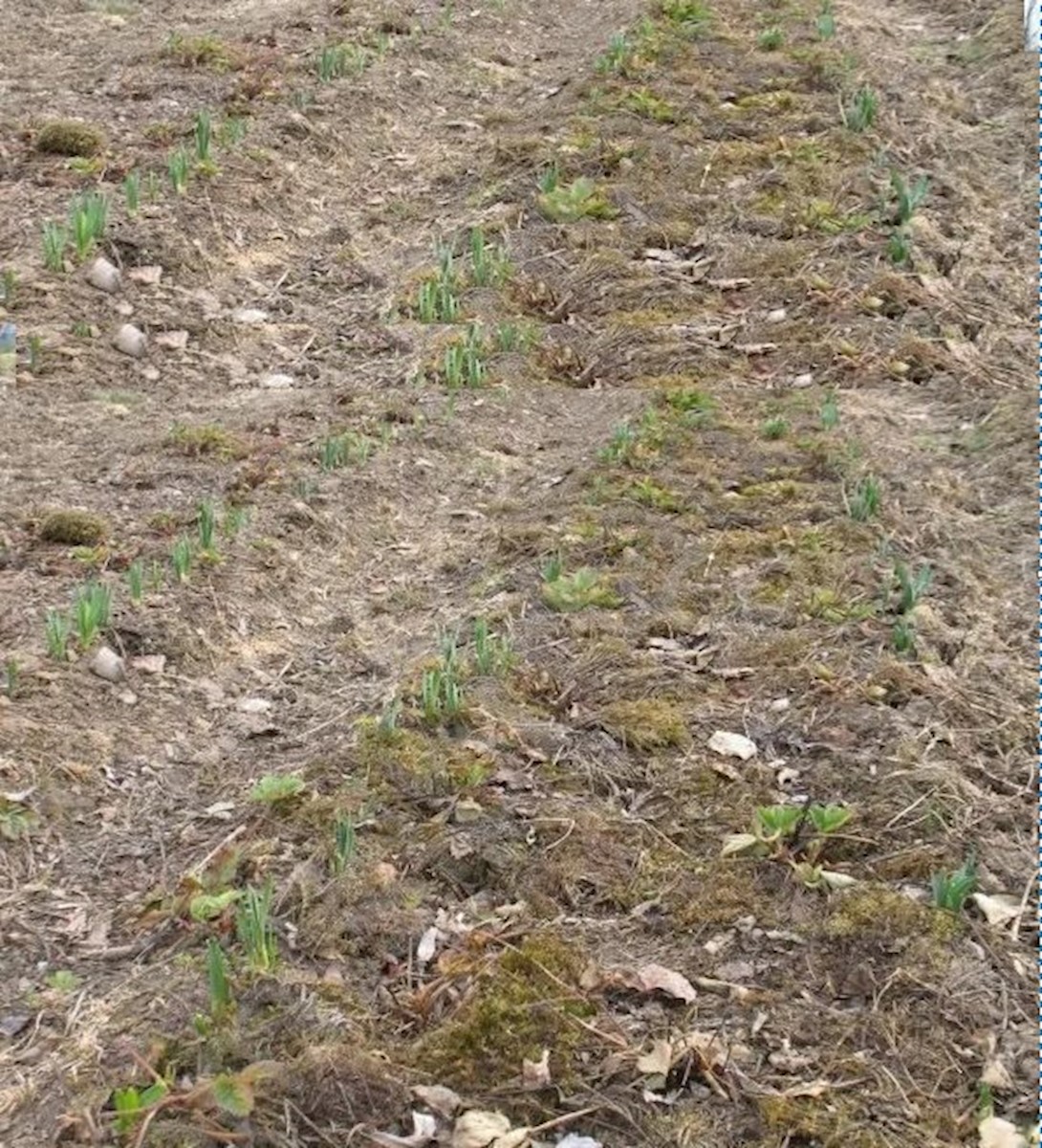 Terreno agricolo edificabile, 13800 m2, vicino a Barban