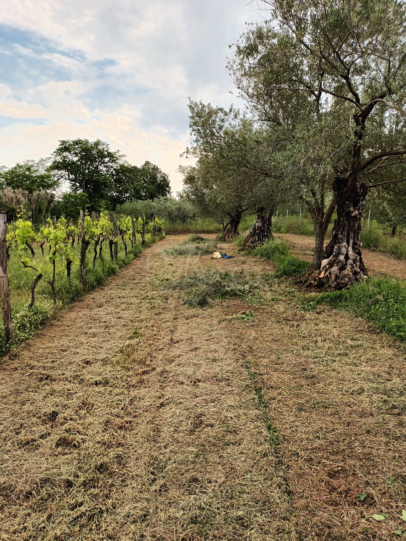 ISTRIA, BRTONIGLA, TERRENO AGRICOLO 5281 M2