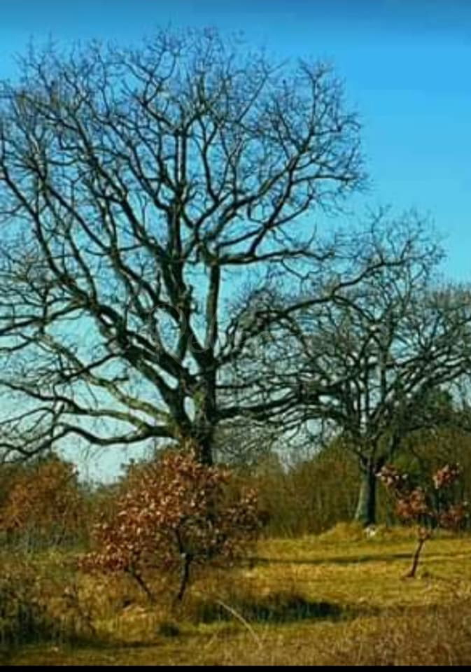 Stancija istriana, Marčana