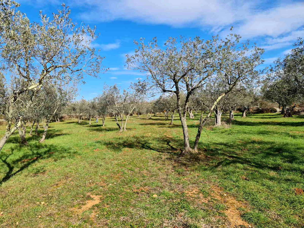 Fasana, terreno agricolo, uliveto 3000 m2, 60 ulivi secolari