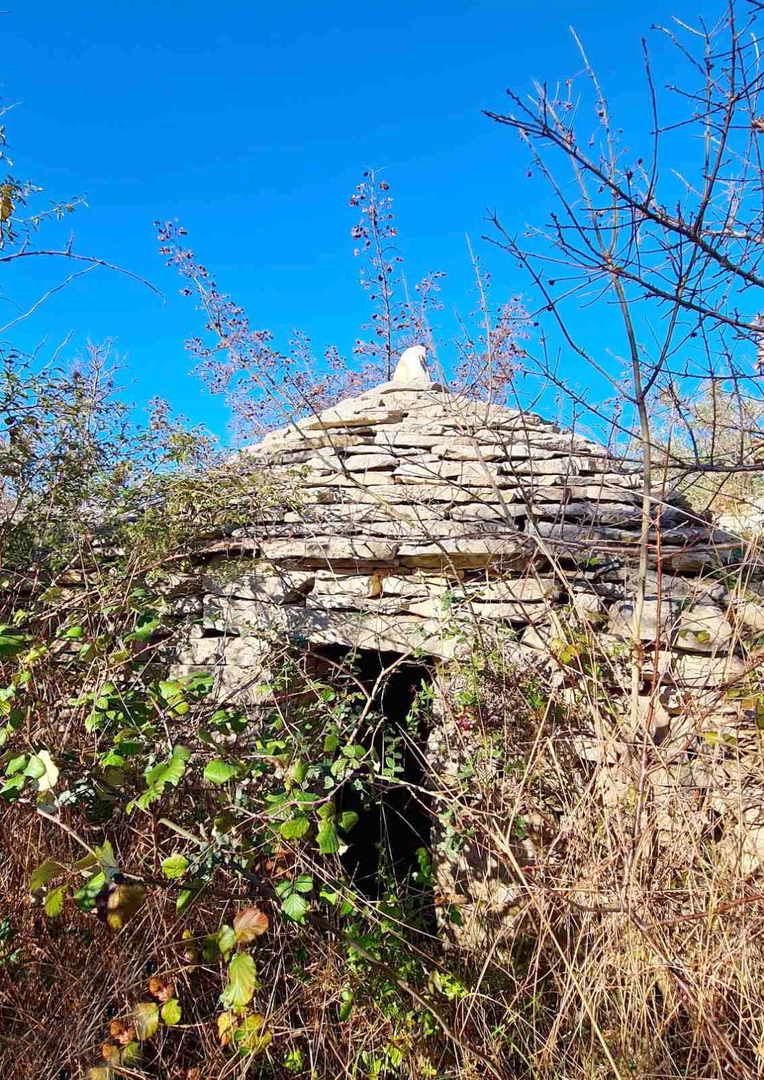 Fasana, terreno agricolo, uliveto 3000 m2, 60 ulivi secolari