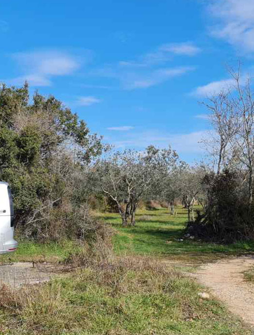 Fasana, terreno agricolo, uliveto 3000 m2, 60 ulivi secolari