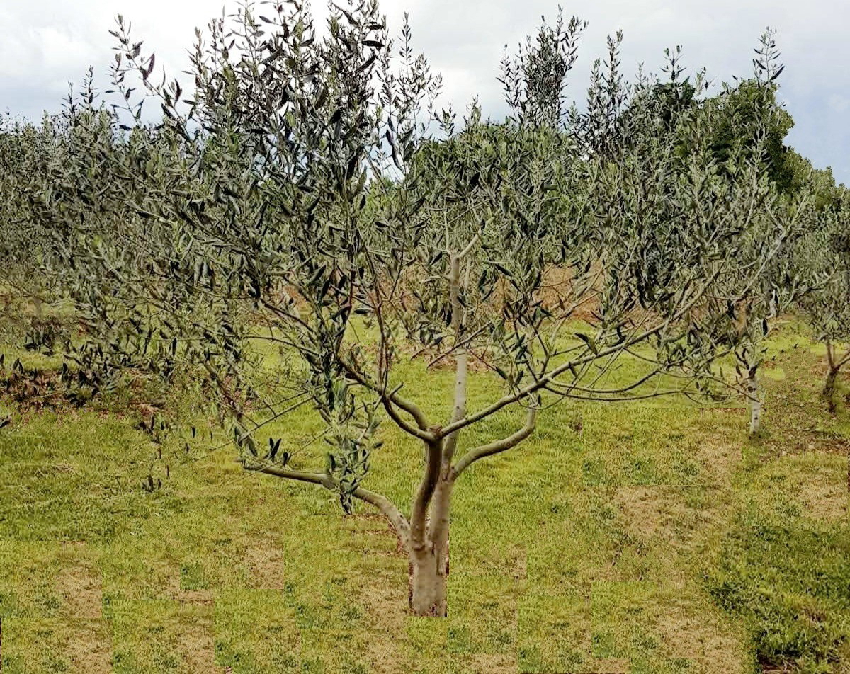 Terreno agricolo, 2578 m2, vicino al mare, Pješčana uvala