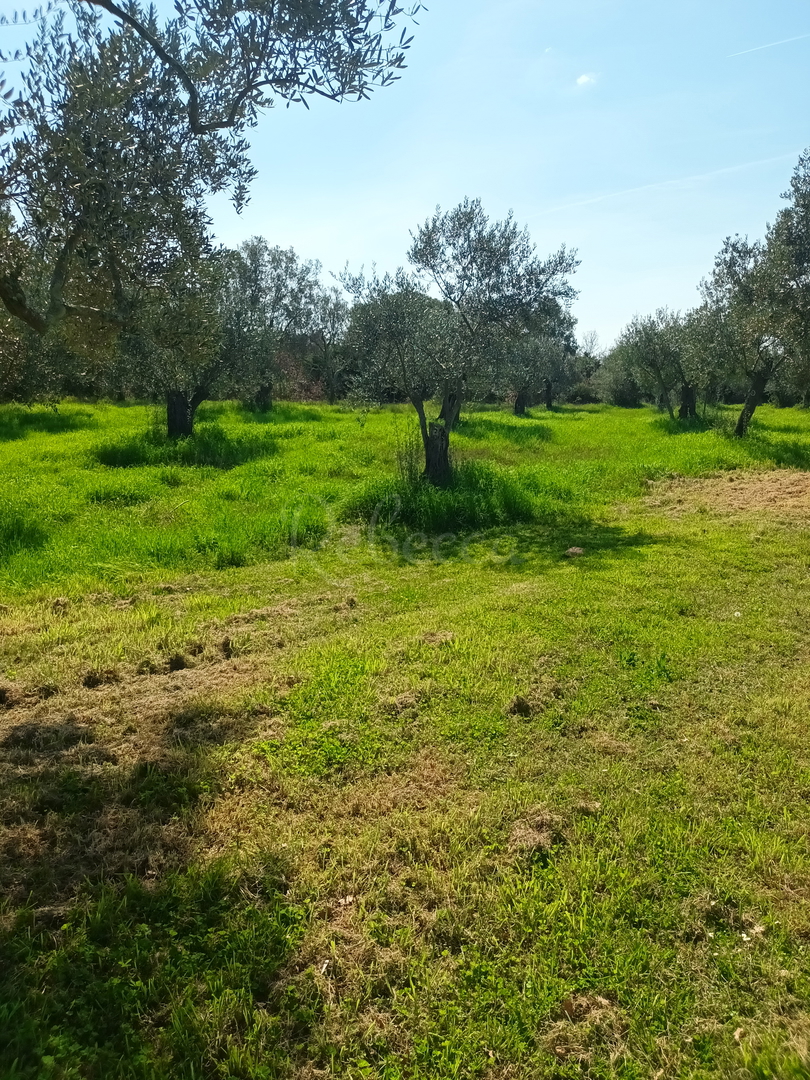 Terreno edificabile, T1, T2, T3, 5923 m2, vicino al mare, Peroj