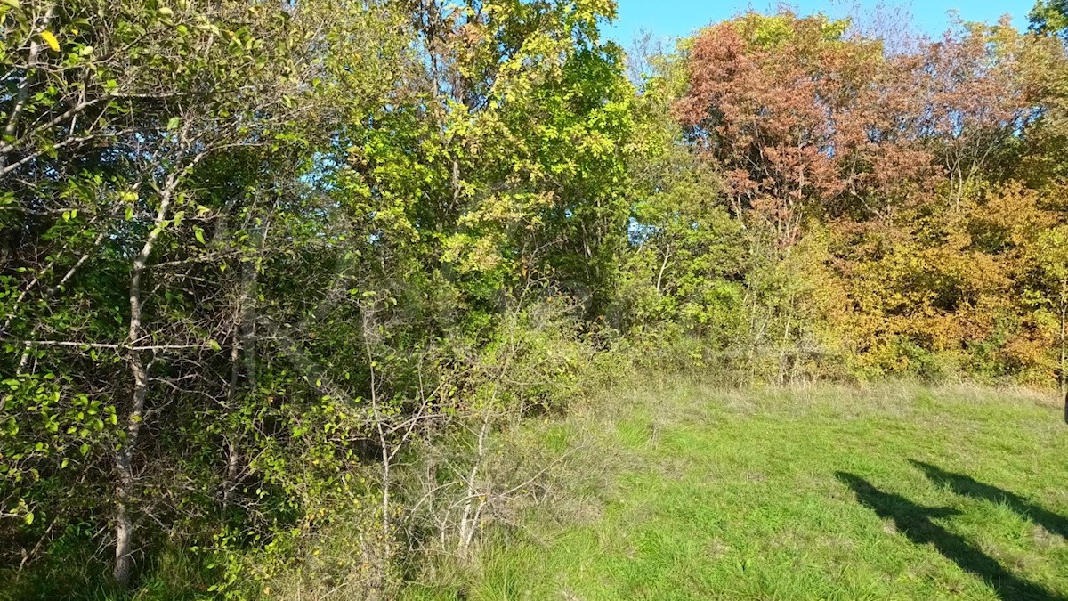 Istria, Prnjani: Terreno agricolo 7600 m2