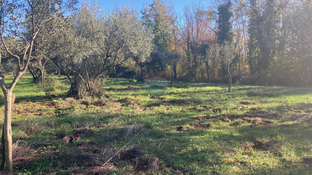 Terreno non edificabile Fiorini, Brtonigla, 17.230m2