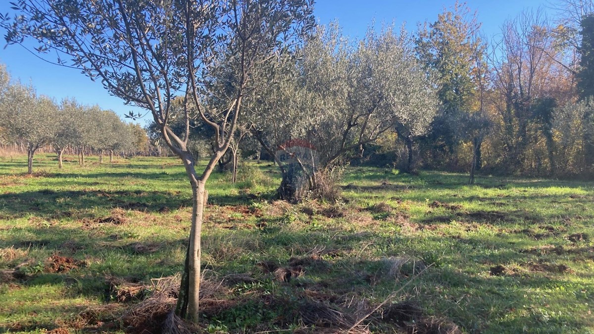 Terreno non edificabile Fiorini, Brtonigla, 17.230m2