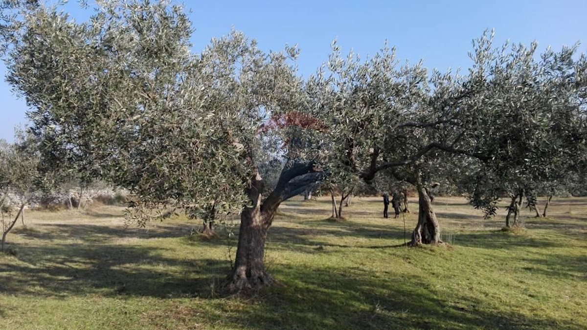 Terreno agricolo Peroj, Vodnjan, 3.039m2