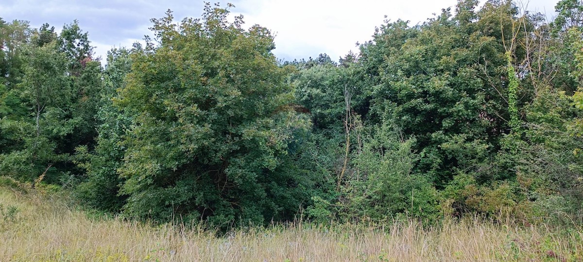 Terreno edificabile Laginji, Žminj, 1.953m2