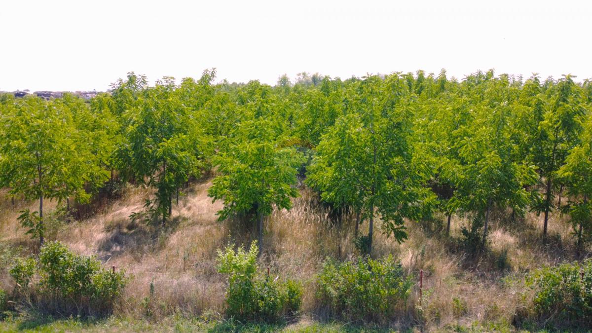 Terreno non edificabile Vukovina, Velika Gorica - Okolica, 8.925m2