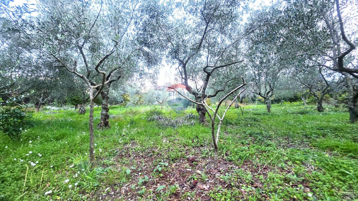 Terreno edificabile Brtonigla, 1.356m2