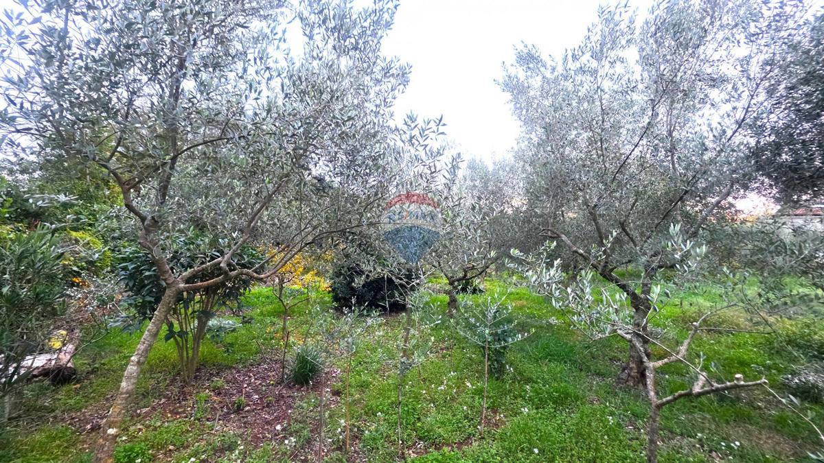 Terreno edificabile Brtonigla, 1.356m2