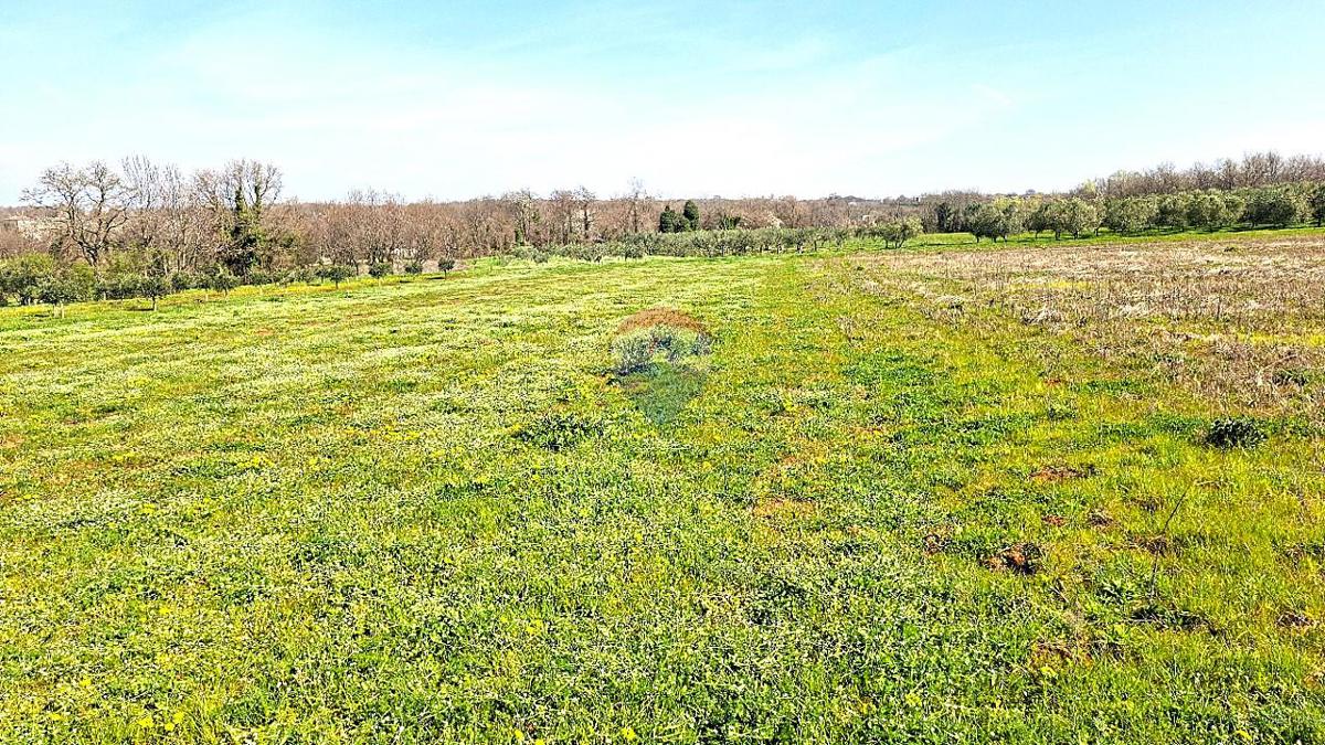 Terreno non edificabile Brtonigla, 3.793m2