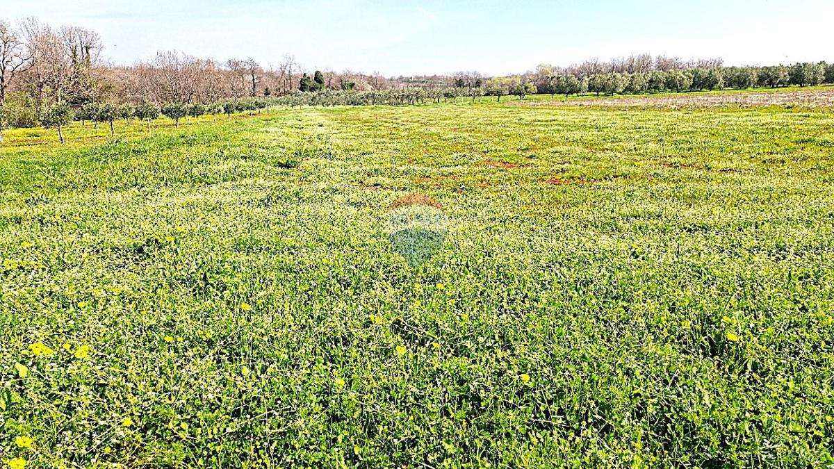 Terreno non edificabile Brtonigla, 3.793m2