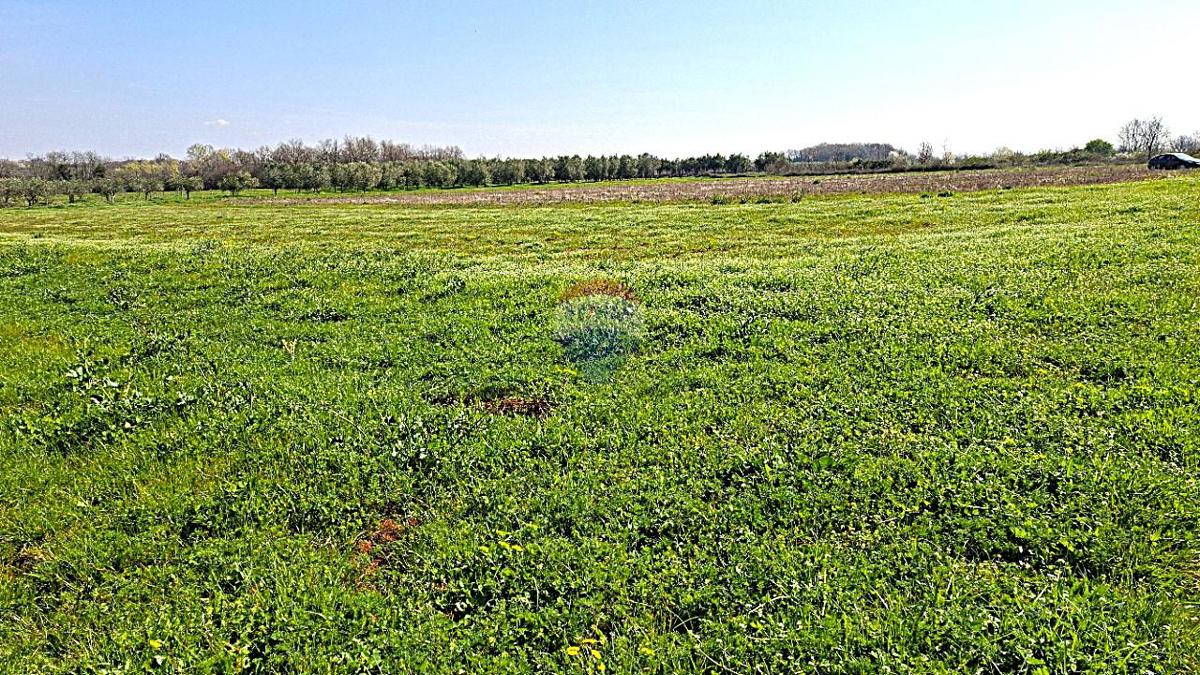 Terreno non edificabile Brtonigla, 3.793m2