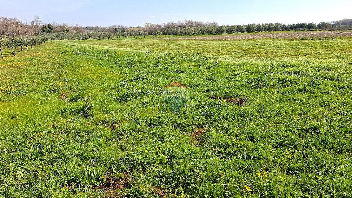 Terreno non edificabile Brtonigla, 3.793m2