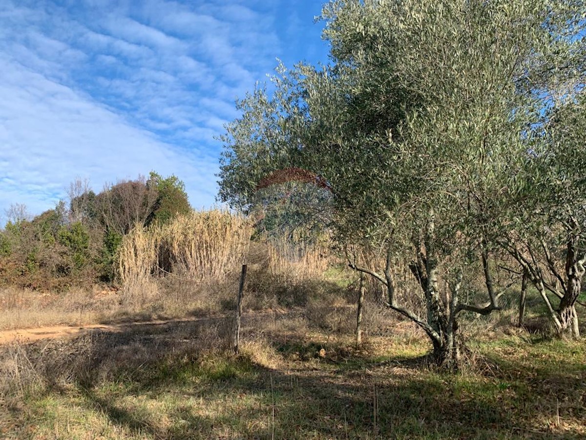 Terreno edificabile Poreč, 1.050m2