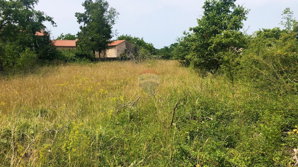 Istria, dintorni di Grisignana, terreno edificabile, 1.186m2