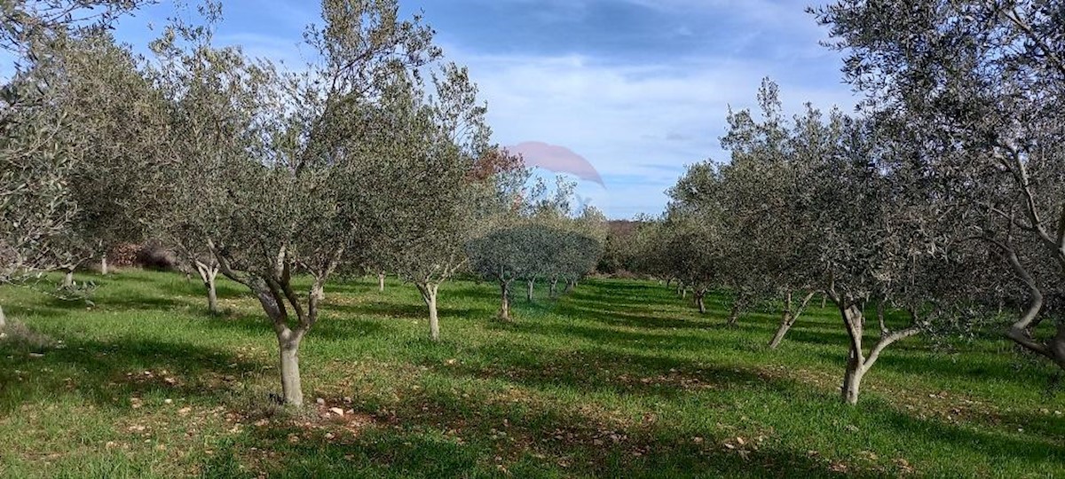 Terreno non edificabile Majmajola, Vodnjan, 8.511m2