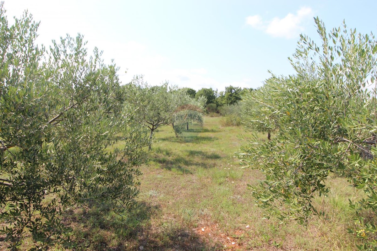 Terreno edificabile Majmajola, Vodnjan, 9.718m2