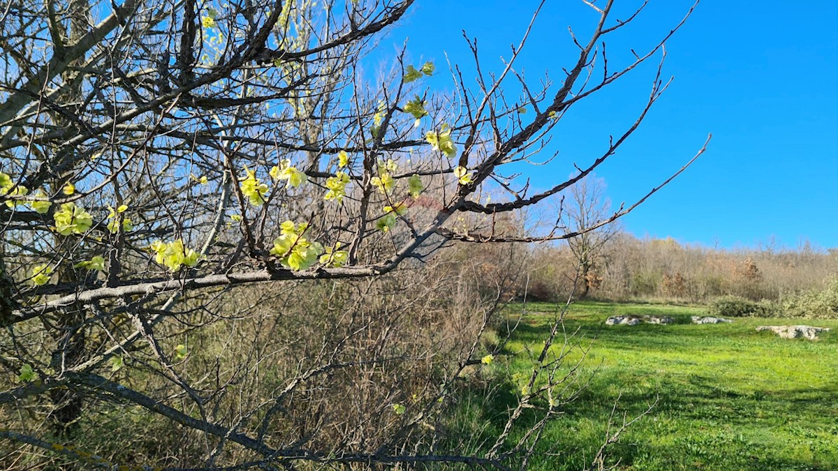 Terreno non edificabile Sveti Lovreč, 11.628m2