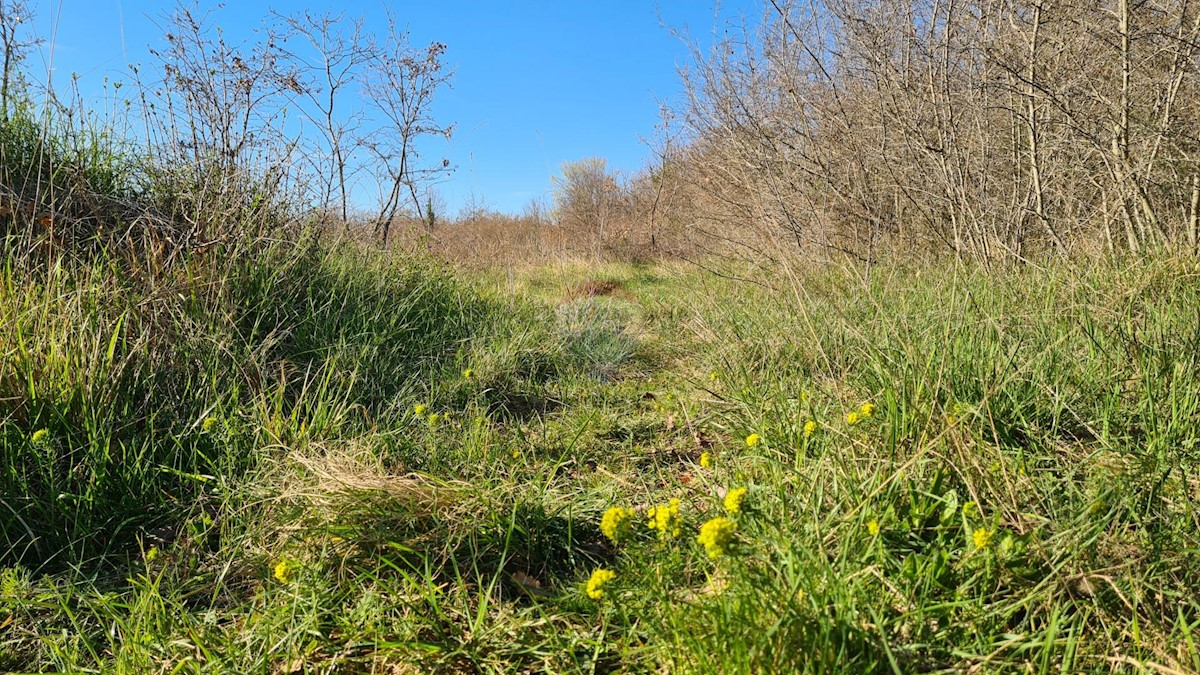 Terreno non edificabile Sveti Lovreč, 11.628m2