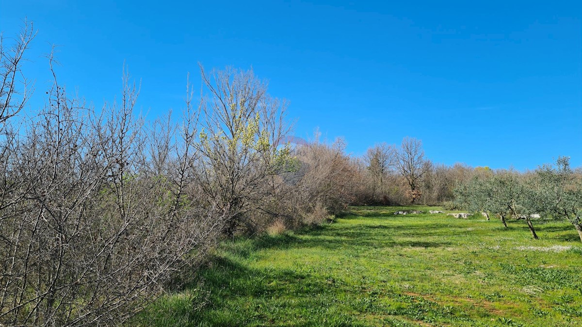 Terreno non edificabile Sveti Lovreč, 11.628m2