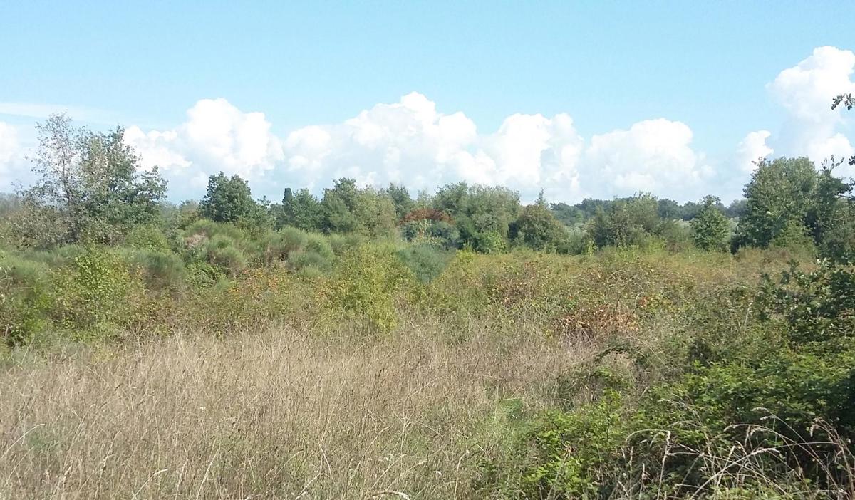 Terreno non edificabile Lovrečica, Umag, 3.156m2