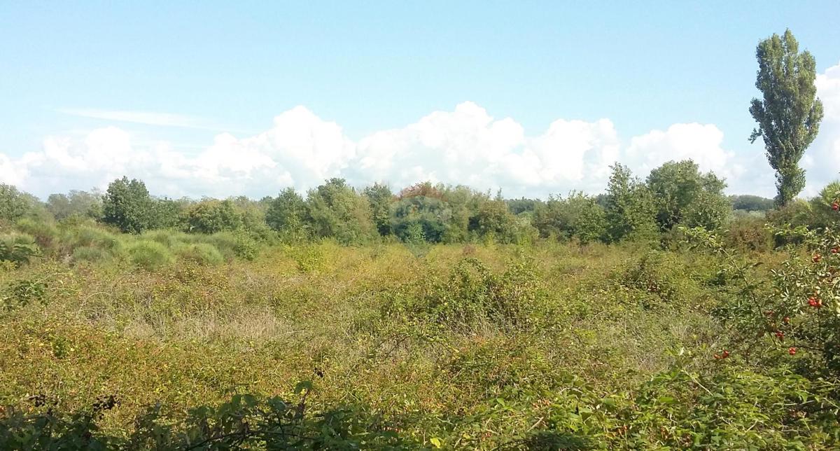 Terreno non edificabile Lovrečica, Umag, 3.156m2