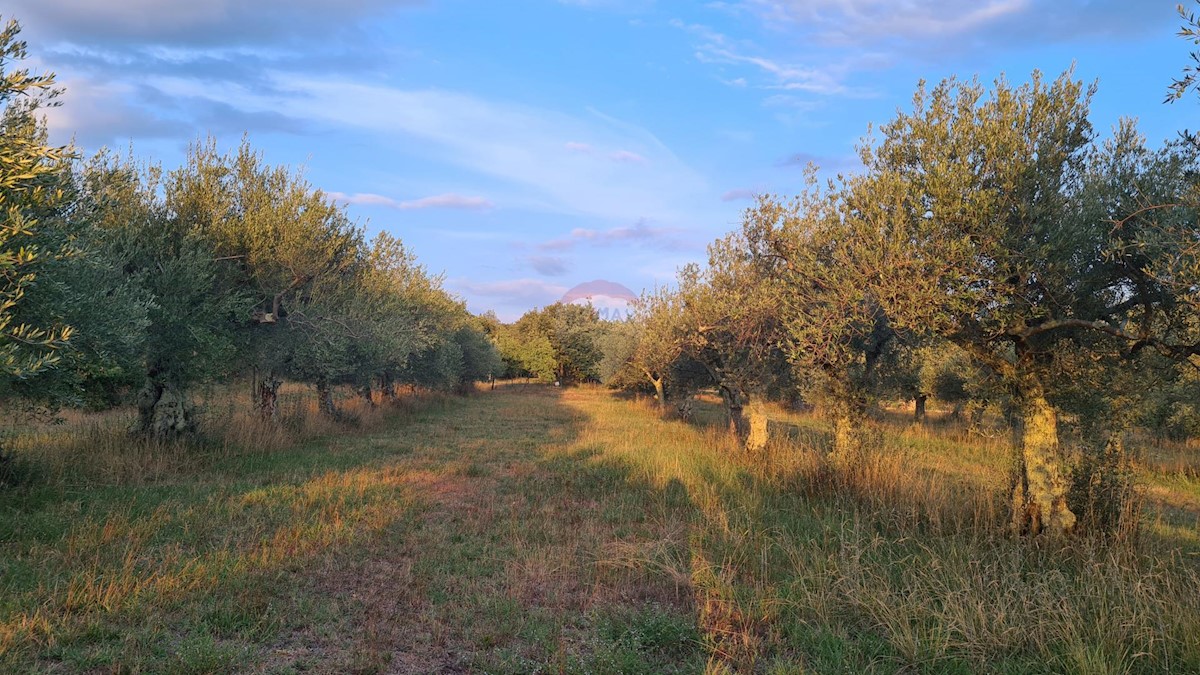 Terreno non edificabile Poreč, 3.397m2