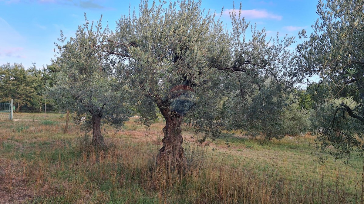 Terreno non edificabile Poreč, 3.397m2