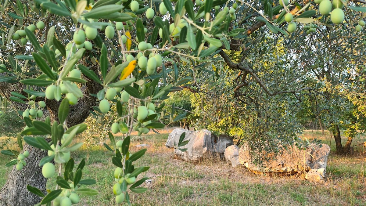 Terreno non edificabile Poreč, 3.397m2