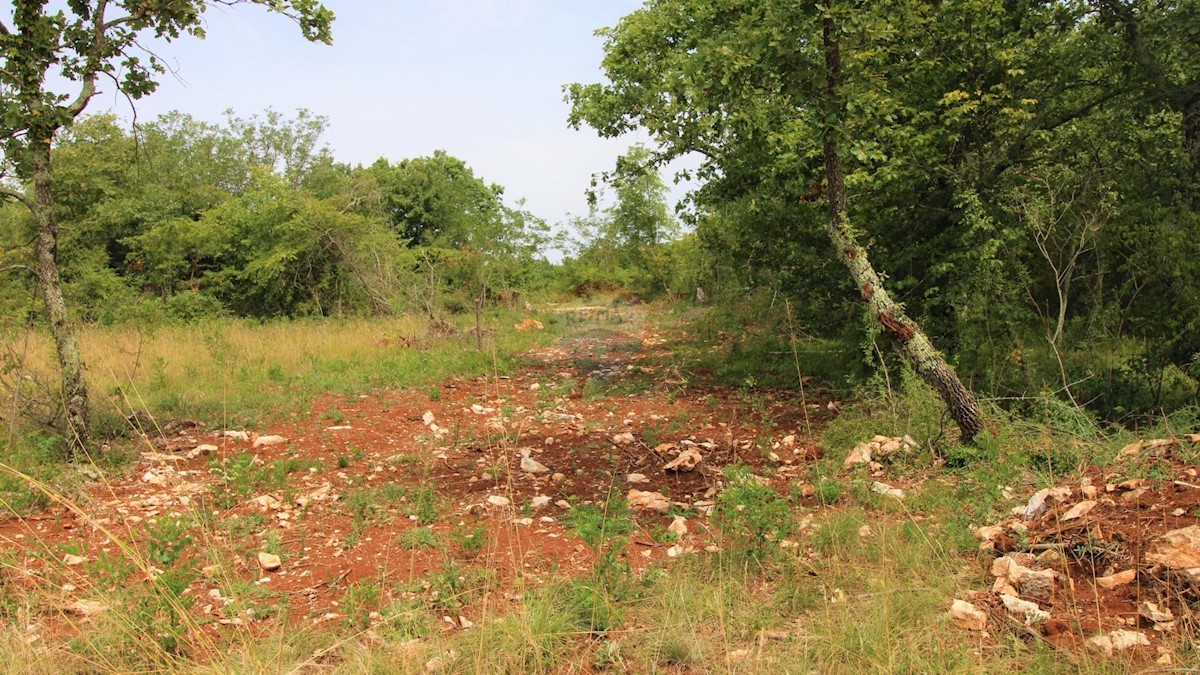 Istria, dintorni di Grisignana, terreno edificabile