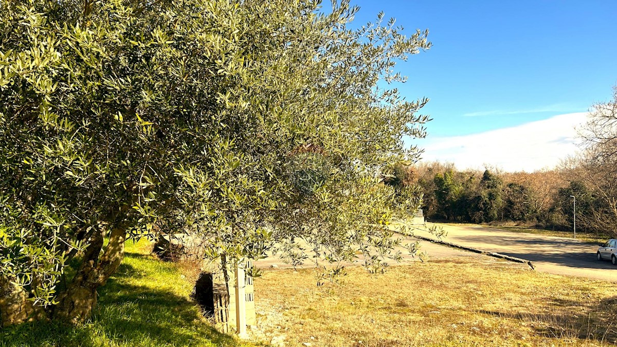 Terreno edificabile Kaštel, Buje, 603m2