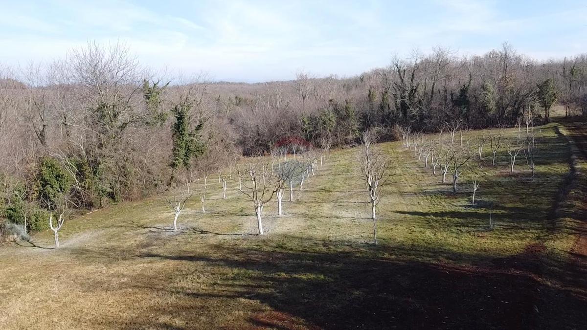 Terreno edificabile Vranići kod Višnjana, Višnjan, 3.676m2