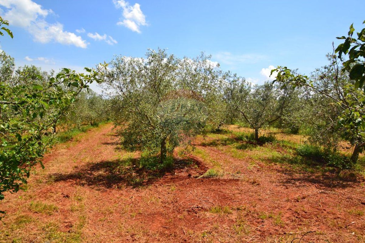 Terreno non edificabile Bužinija, Novigrad, 14.349m2