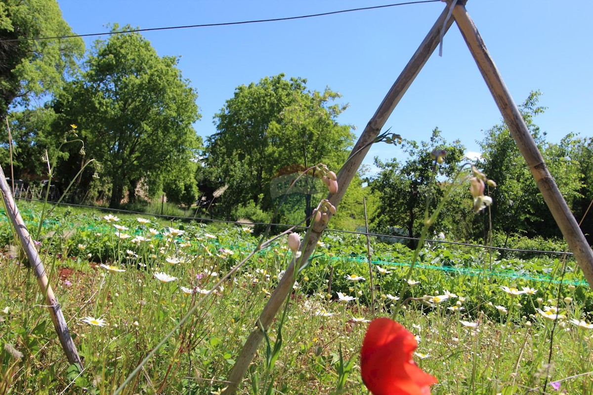 Terreno edificabile Kaštelir, Kaštelir-Labinci, 1.550m2