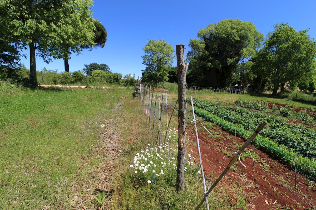 Terreno edificabile Kaštelir, Kaštelir-Labinci, 1.550m2