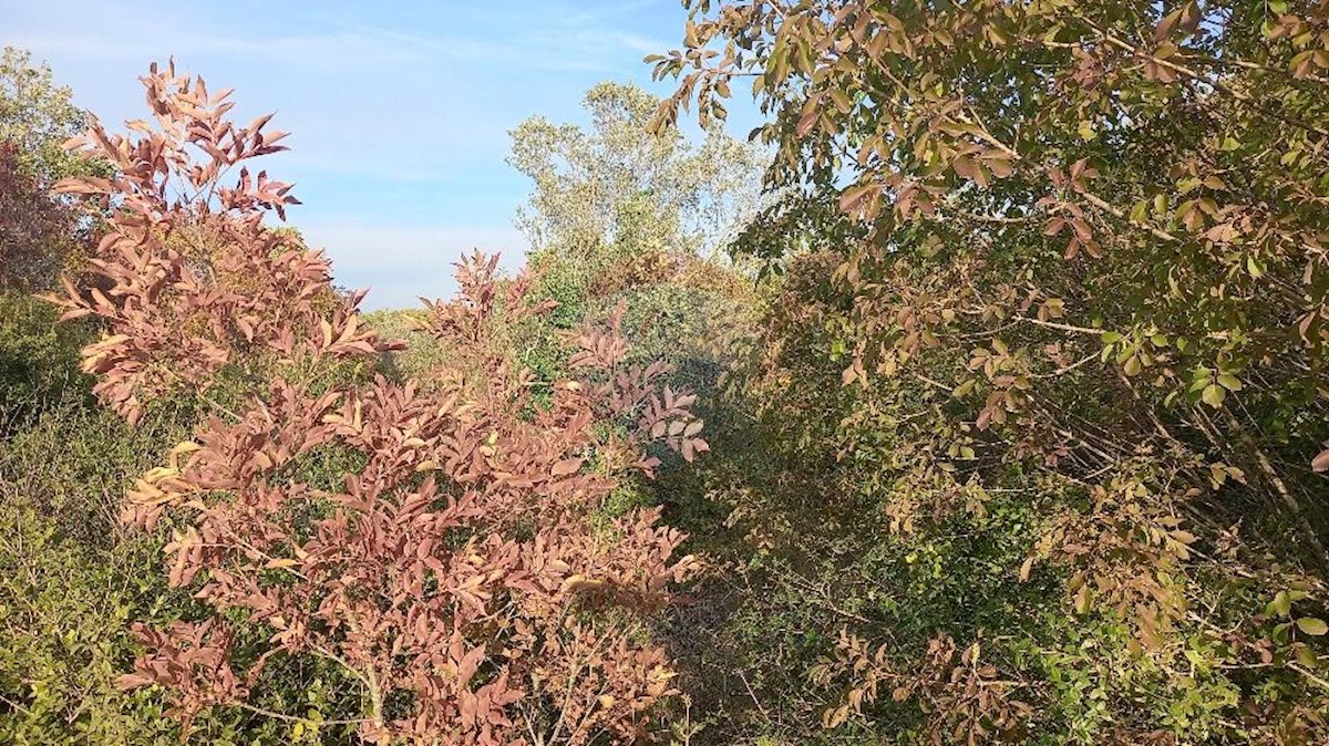 Terreno non edificabile Fažana, 8.970m2