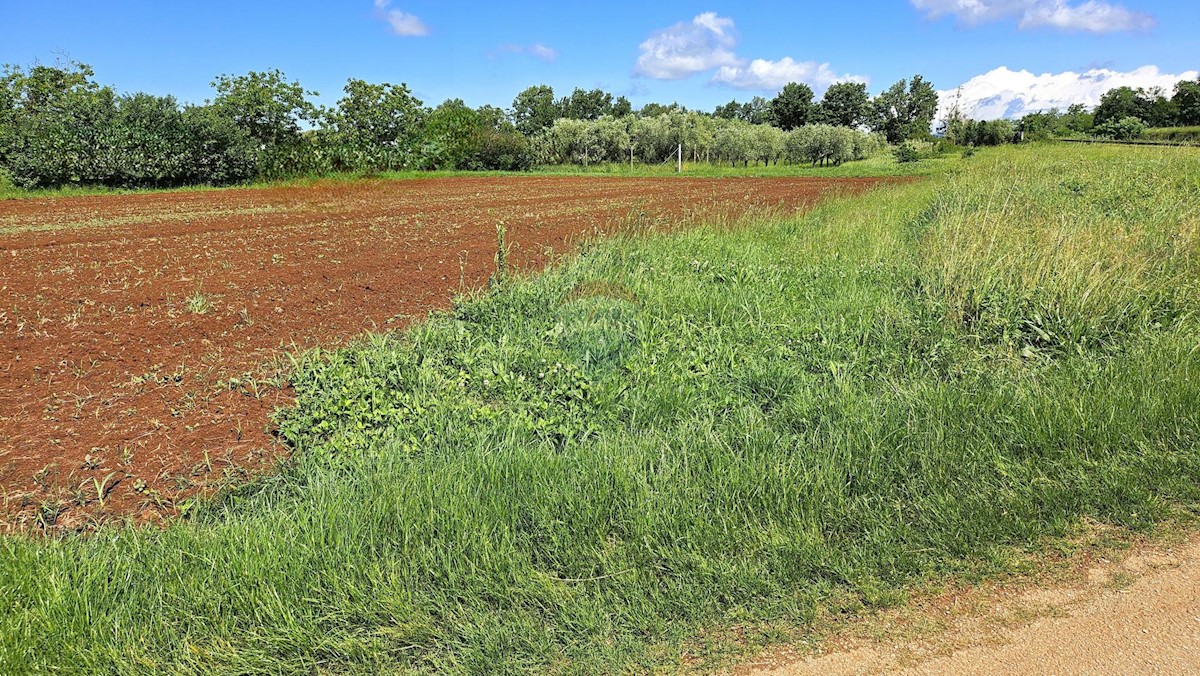 Terreno edificabile Brtonigla, 3.555m2