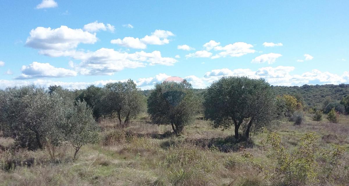 Terreno edificabile Umag, 10.597m2