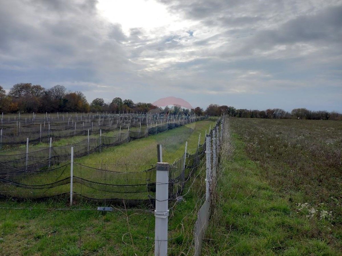 Terreno non edificabile Krnica, Marčana, 5.460m2