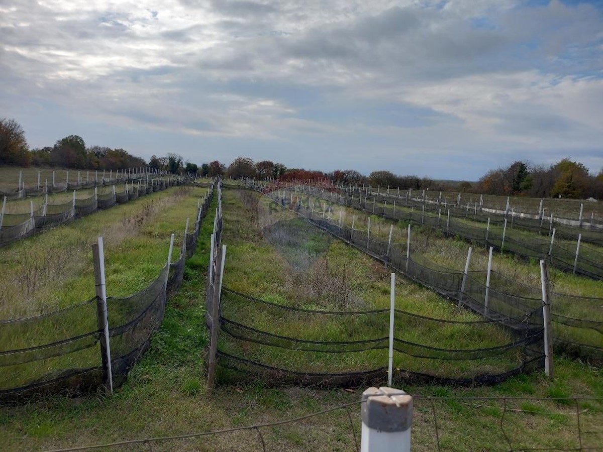 Terreno non edificabile Krnica, Marčana, 5.460m2