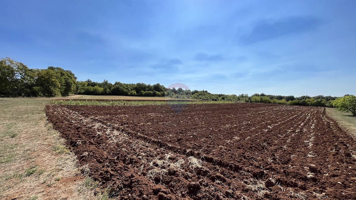 Terreno edificabile Sveti Lovreč, 4.493m2