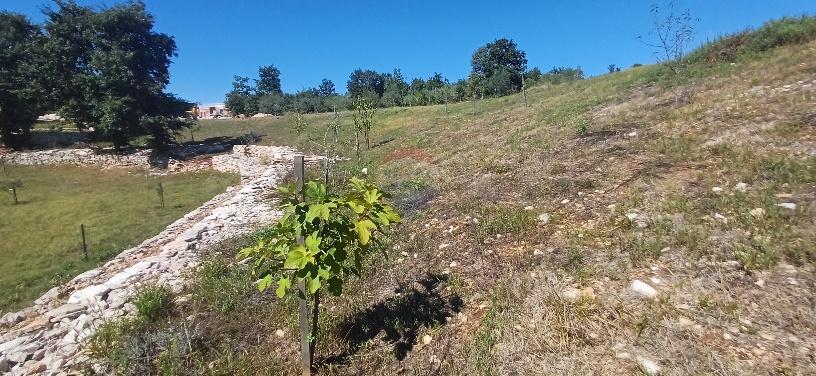 Terreno edificabile Boškari, Svetvinčenat, 8.748m2